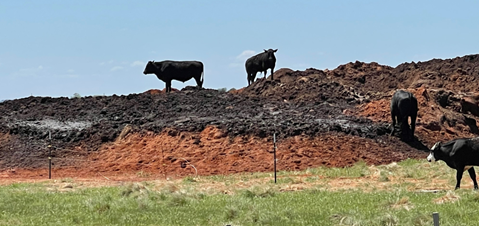 Figure 8 Cattle congregating on raw oil-based waste during the land spreading process